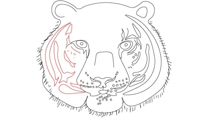 Tiger Face Drawing step5