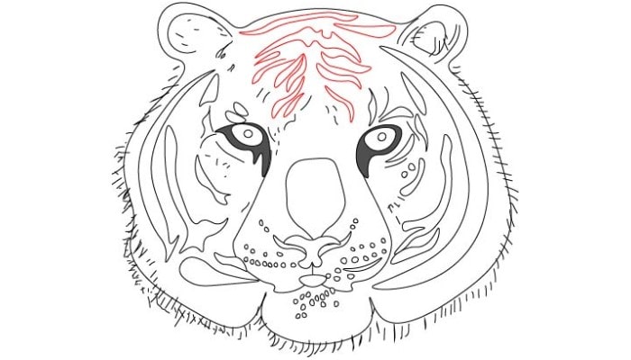 Tiger Face Drawing step6