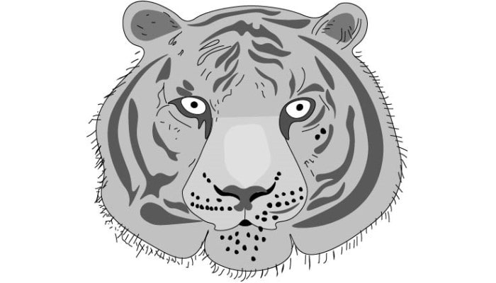 Tiger Face Drawing step7
