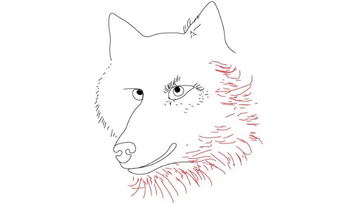 Wolf Face Drawing step2