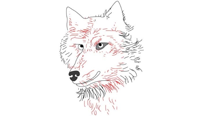 Wolf Face Drawing step3
