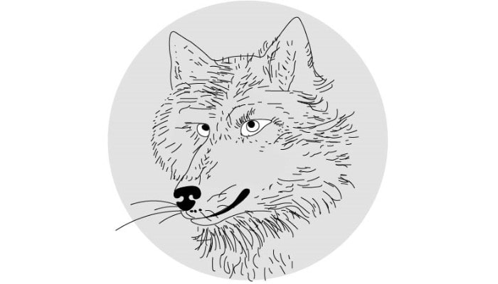 Wolf Face Drawing step4