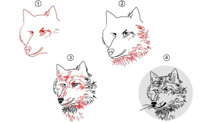 Wolf Face Drawing