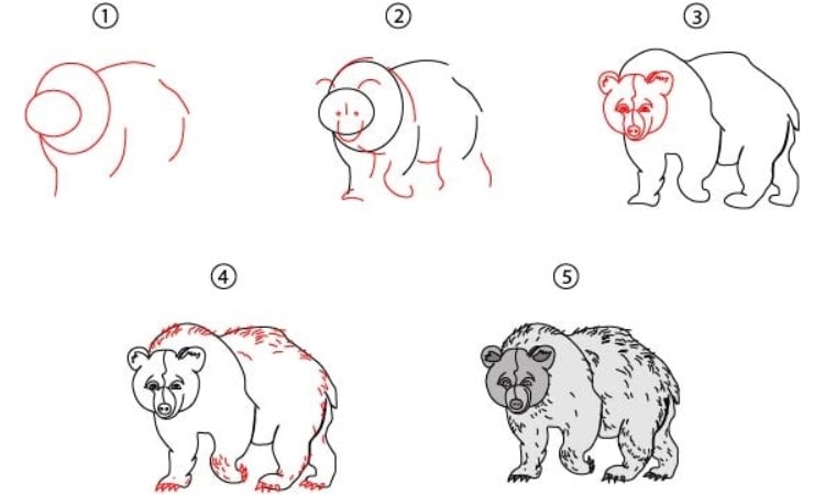 Realistic Bear Drawing