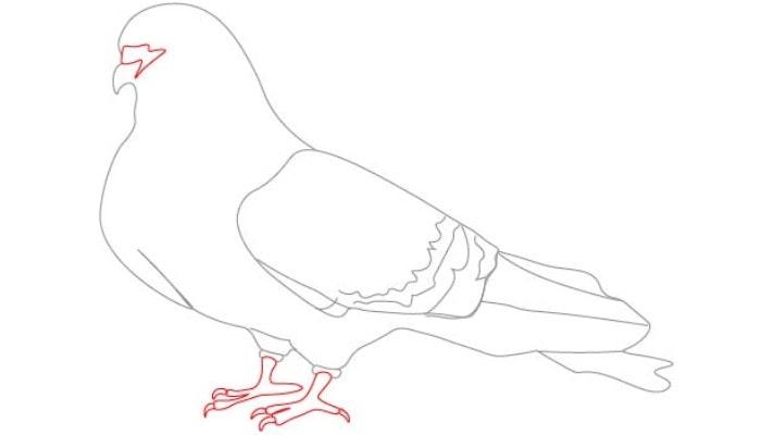 Bird drawing easy step2