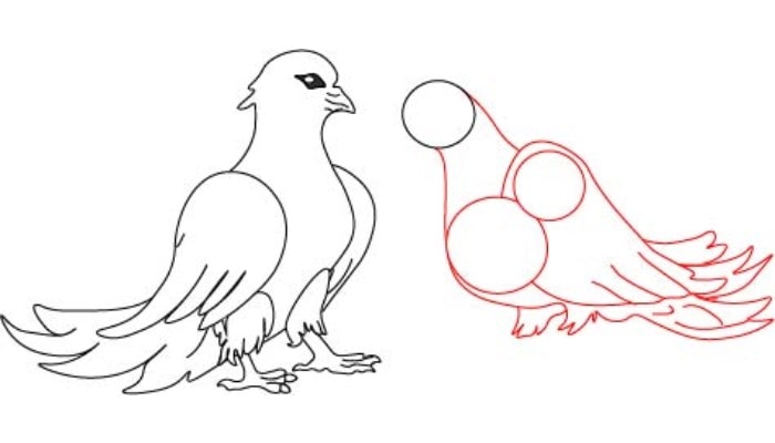 Drawing of birds step3