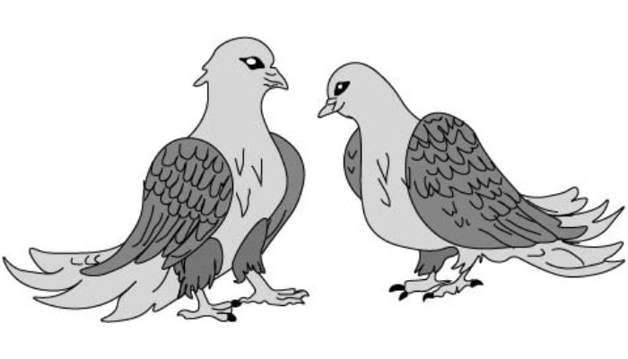 Drawing of birds step6