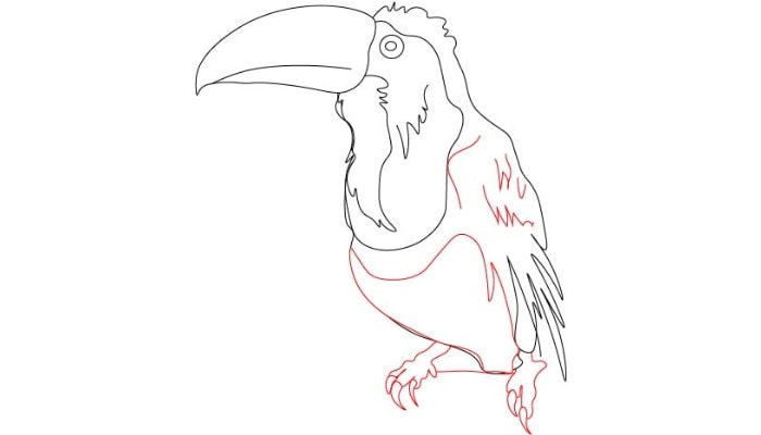Toucan Drawing step3