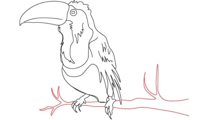 Toucan Drawing step4