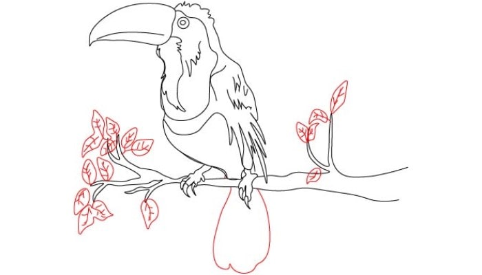 Toucan Drawing step5