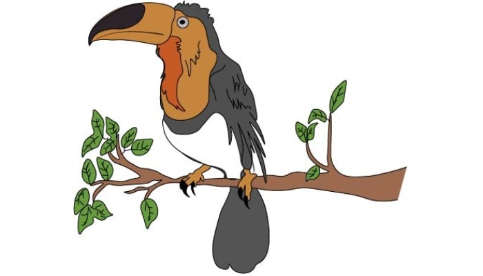 Toucan Drawing step6