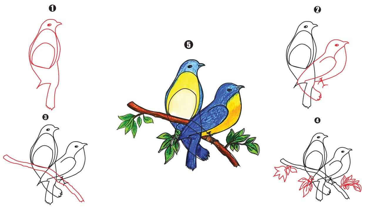 Bluebird Drawing step by step