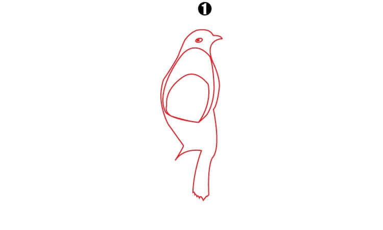 Bluebird Drawing step1
