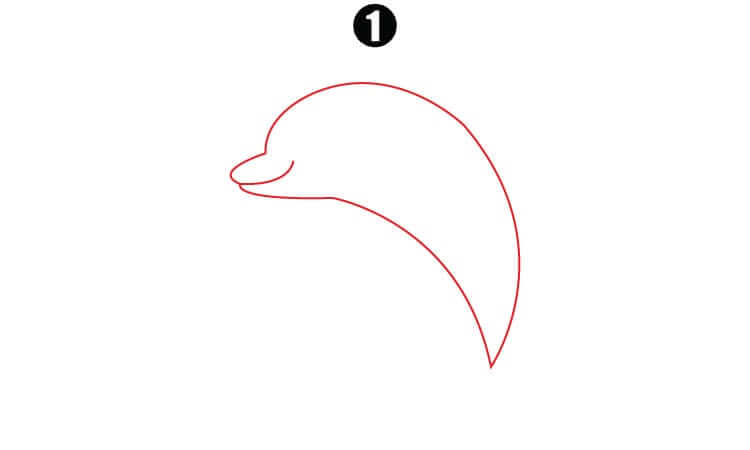 Cute Dolphin Drawing step1