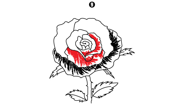 How To Draw A Rose step 9