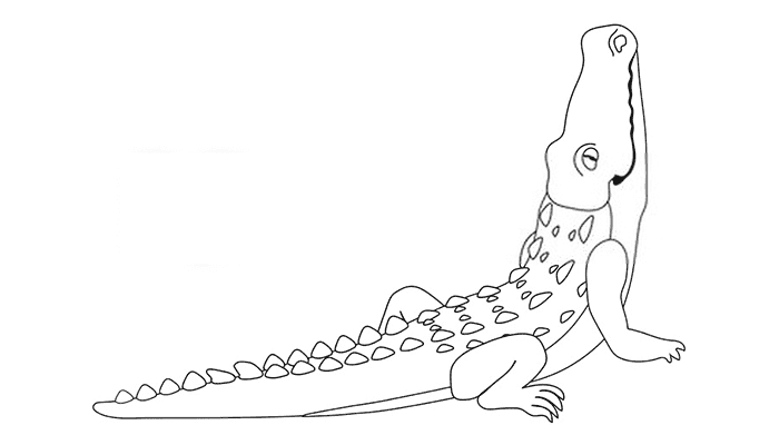 Alligator line drawing