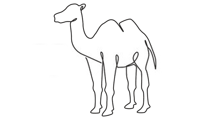 Camel line drawing