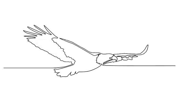 Hawk line Drawing