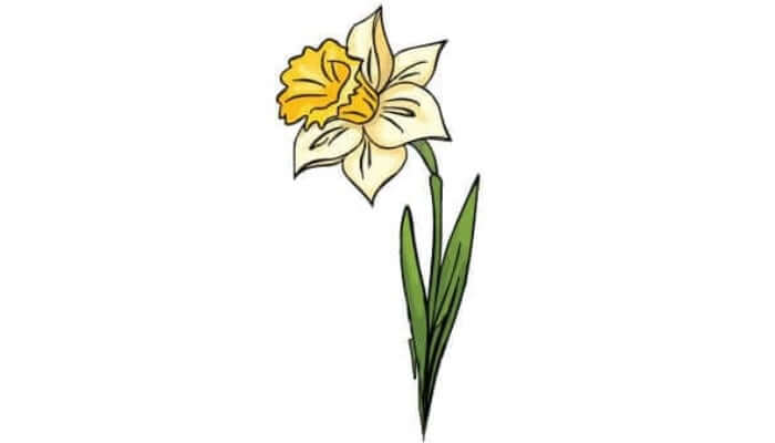 How To Draw A Daffodil