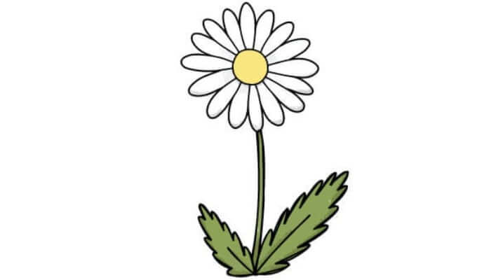 How To Draw A Daisy