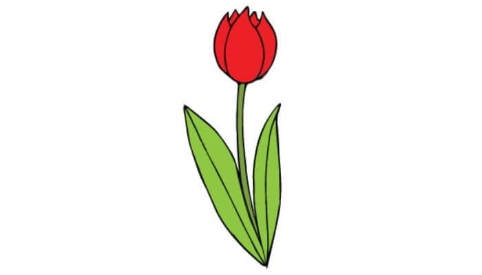 How To Draw A Tulip