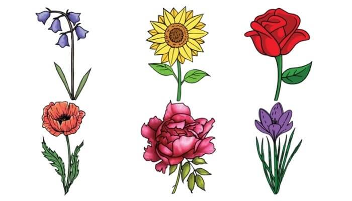 Cosmos Flowers Line Drawing Painting by Color Color - Pixels