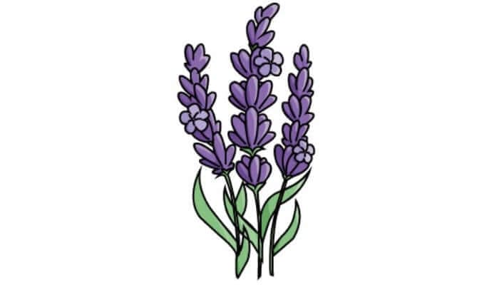 Lavender Drawing