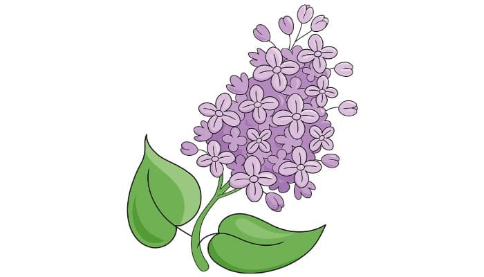 Lilac Drawing