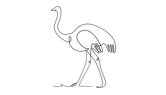 Ostrich line Drawing