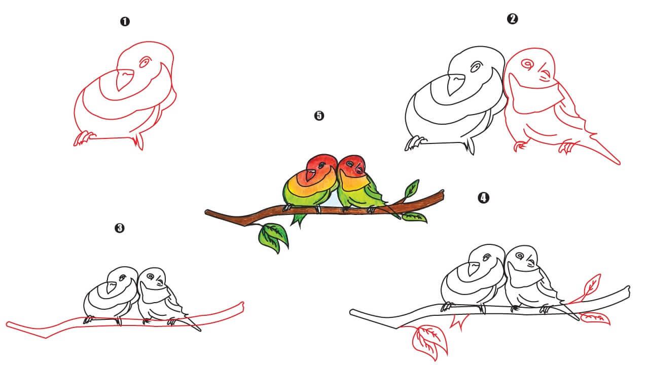 Parrot Couple Drawing step by step