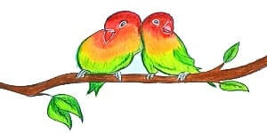 Read more about the article Parrot Couple Drawing – Step By Step Tutorial