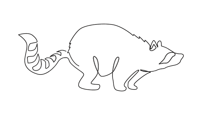 Raccoon line Drawing