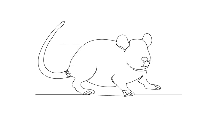 Rat line Drawing