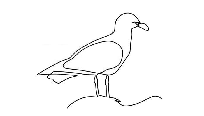 Seagull line Drawing