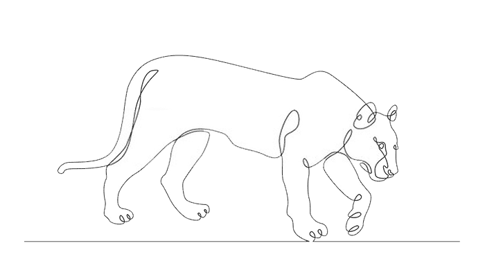 Tiger line Drawing