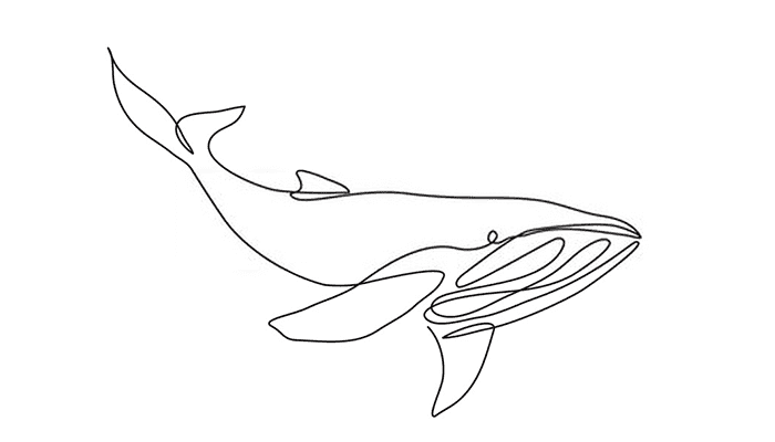 Whale line Drawing