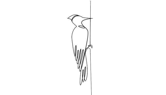 Woodpecker line Drawing