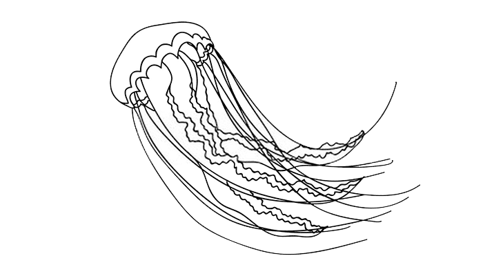 Jellyfish line Drawing