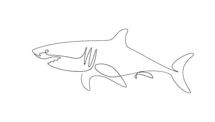 Shark line Drawing