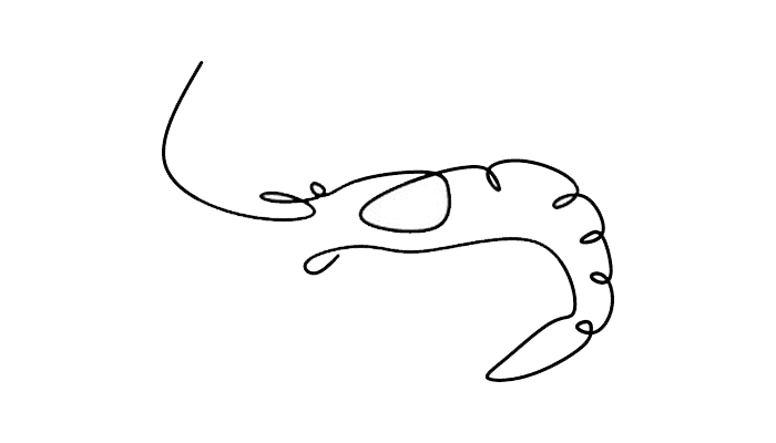 Shrimp line Drawing