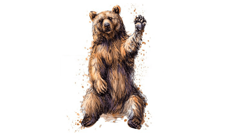 Bear Cartoon Drawing
