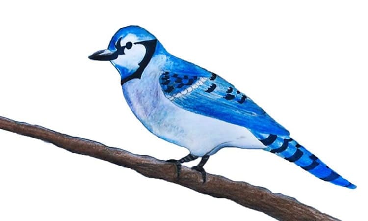 Bluebird Drawing