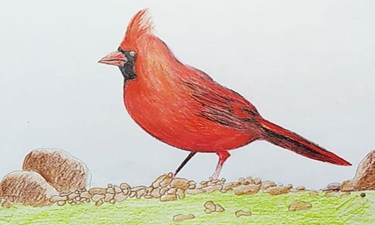 Cardinal Drawing
