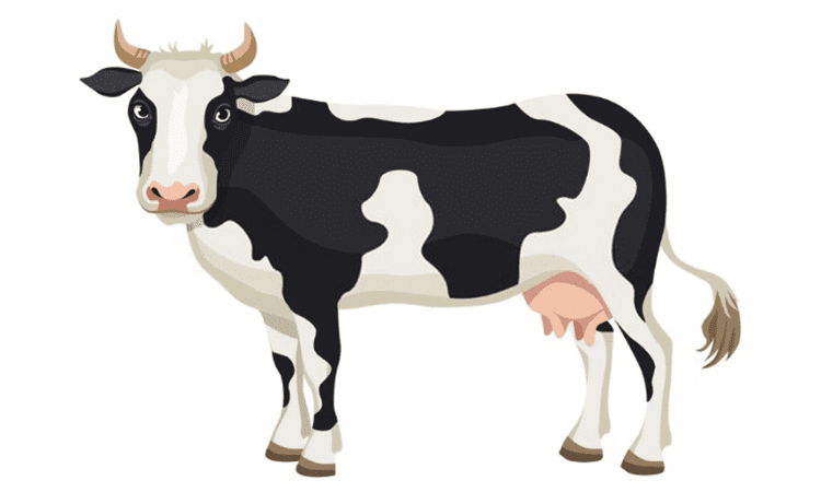 Cow Cartoon Drawing