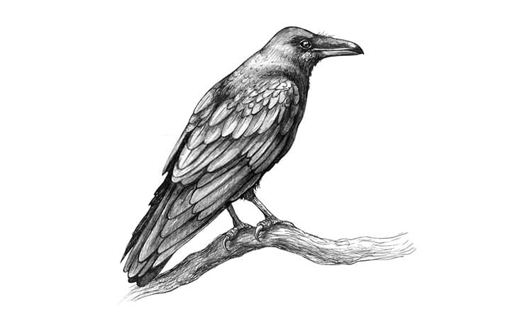 Crow Drawing