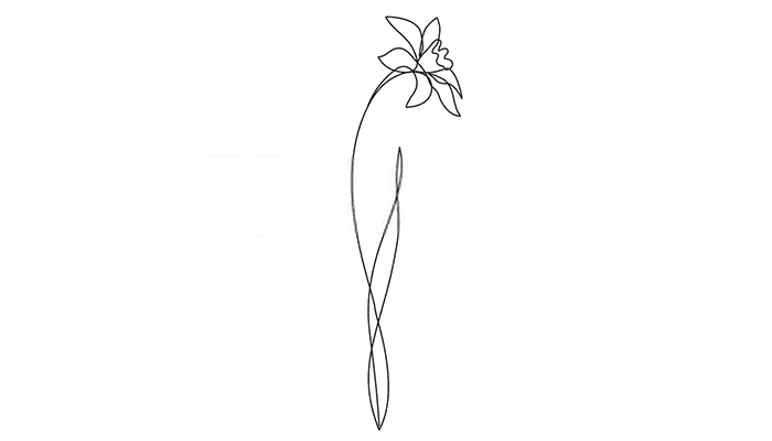 Daffodil line drawing