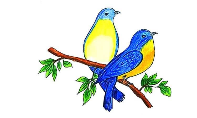 Eastern Bluebird Drawing