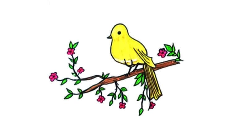Eastern Yellowbird Drawing