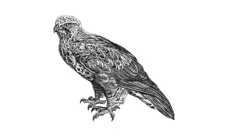 Hawk Drawing