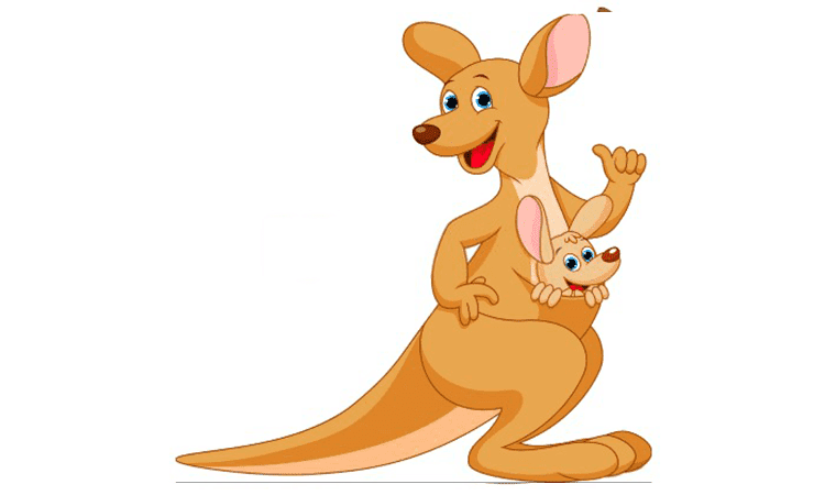 Kangaroo Cartoon Drawing